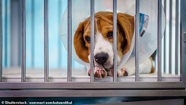 Animal shelters across the US are reporting a jump in owners surrendering their furry friends