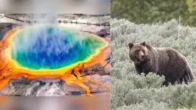 Is Yellowstone’s supervolcano about to erupt? Truth and rumours behind the viral bear video