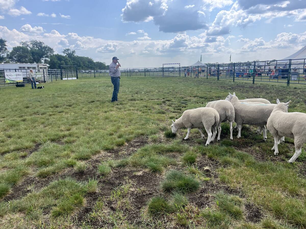Jared Epp stands near a small flock of sheep and explains how he works with his stock dogs as his border collie, Dot, waits for command.