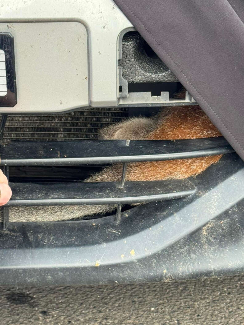 wallaby stuck in car