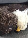 Bald Eagle Stuck In Car Grill Didn’t Even Look Alive — Until He Moved