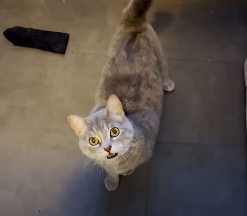 fat cat