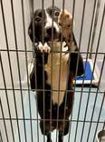 Shelter Dog On Euthanasia List Begs Volunteer To Take Her Home Forever
