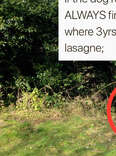 Dog Who Found Lasagna In This Bush One Time Still Checks For More Years Later