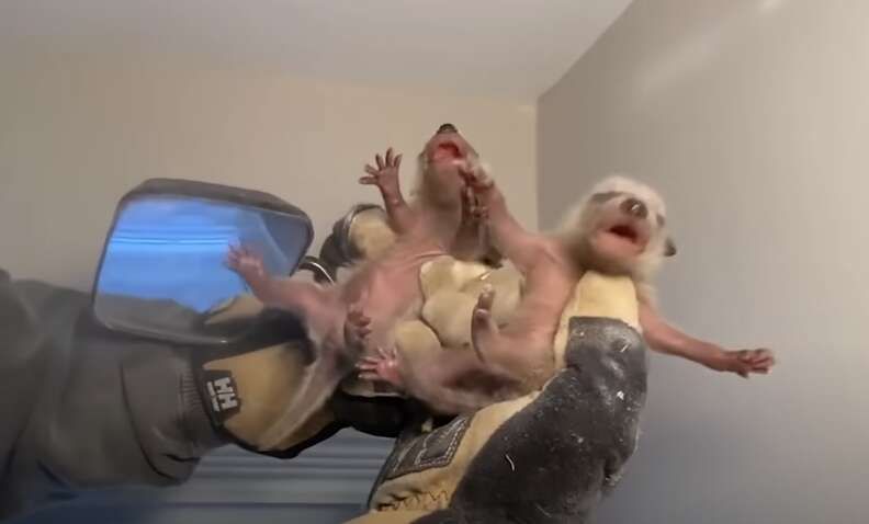 babies in ceiling