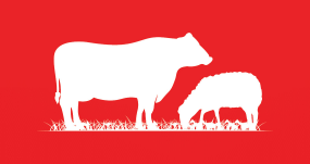 Red Meat News Newsletter