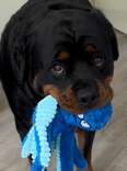 Watch The Moment Anxious Rottweiler Calms Down After Receiving A Special Toy