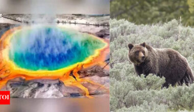 Is Yellowstone’s supervolcano about to erupt? Truth and rumours behind the viral bear video | World News
