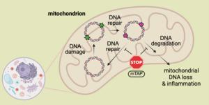 Chemical shield stops stressed DNA from triggering disease