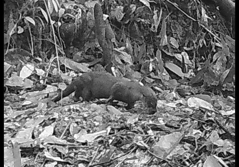otter 
