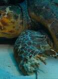 Diver Sees Enormous Turtle Lying On Sea Floor — And Realizes He Needs Help