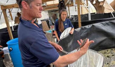 UAPB scientists aim for shrimp innovation