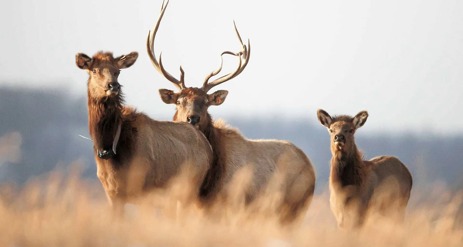 WVU researchers keep once-native elk healthy in southern West Virginia