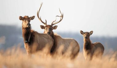 WVU researchers keep once-native elk healthy in southern West Virginia