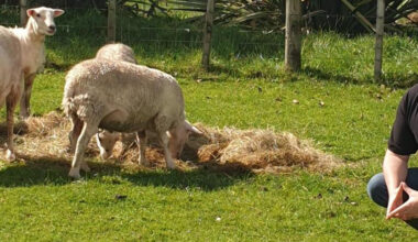 Protecting your patch | Beef + Lamb New Zealand