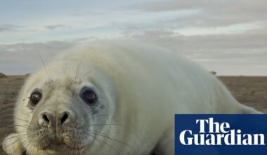 A Year With the Seals review – what to know about the elusive sea creature | Science and nature books