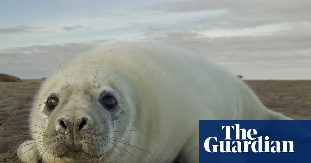 A Year With the Seals review – what to know about the elusive sea creature | Science and nature books