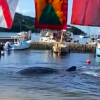 What caused the whale shark to die? | News Extra