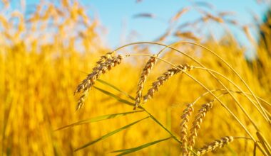 Genetic map unveiled to help fight 'wheat cancer'
