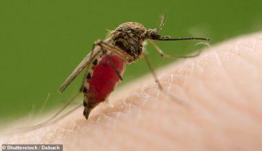 The West Nile virus is the most common mosquito-spread disease in the continental US
