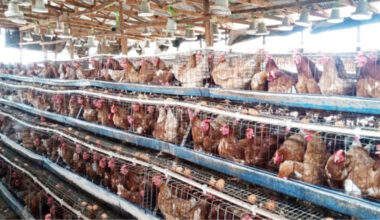 Why your layers may produce small, medium, large eggs – Daily Trust