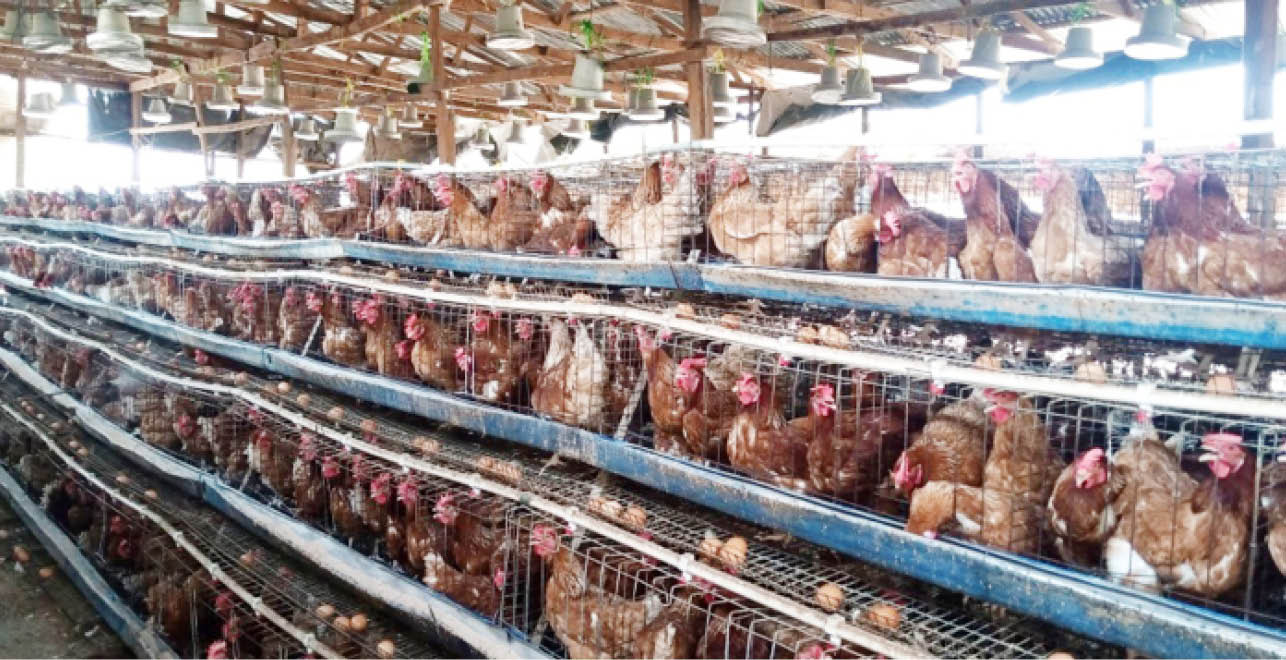 Why your layers may produce small, medium, large eggs – Daily Trust