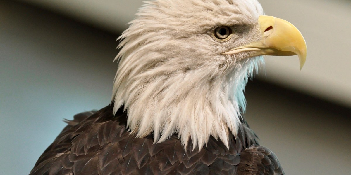 After almost 250 years as a symbol, the Bald Eagle is finally the official bird of the United States