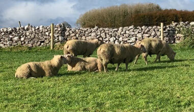 Reminder: Do you need to purchase an SIS eligible ram?
