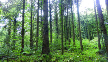 Building resilience in Irish forests from the roots up