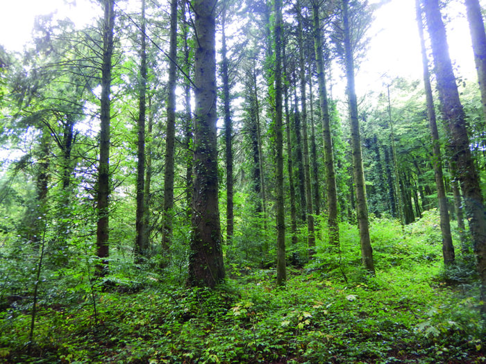 Building resilience in Irish forests from the roots up