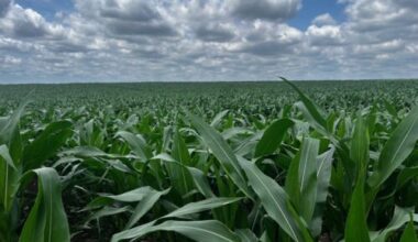 Hindsight helps explain current state of farmland market