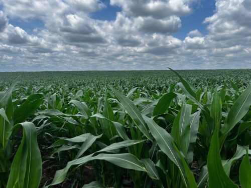 Hindsight helps explain current state of farmland market