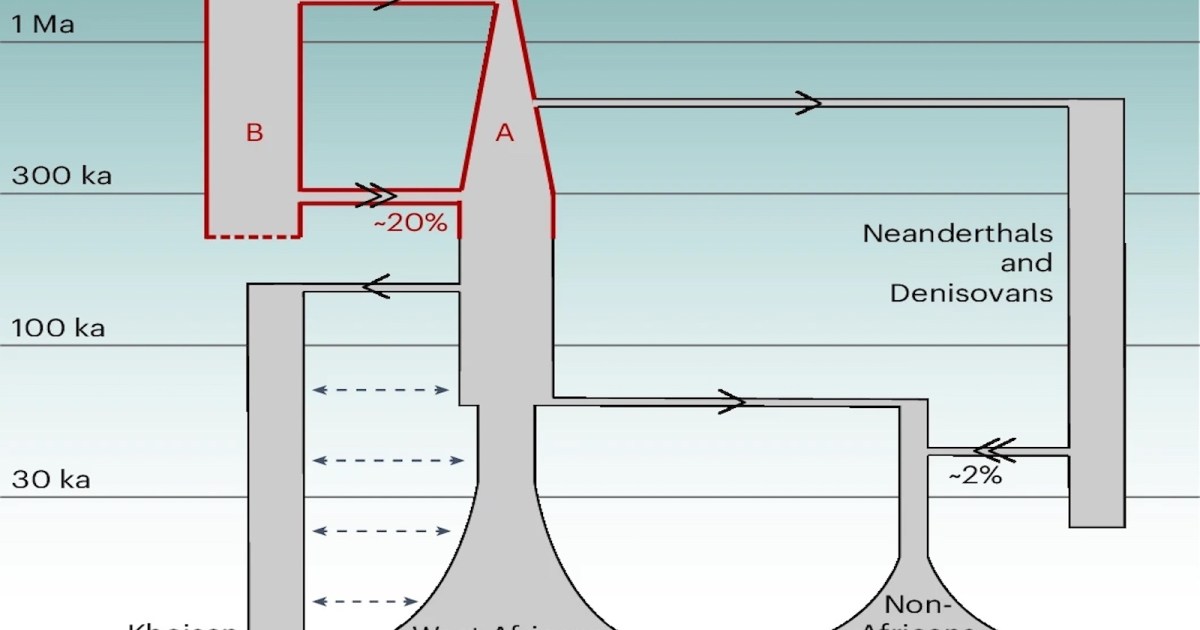 Evolution isn't a straight line: Modern humans come from 2 ancient lineages