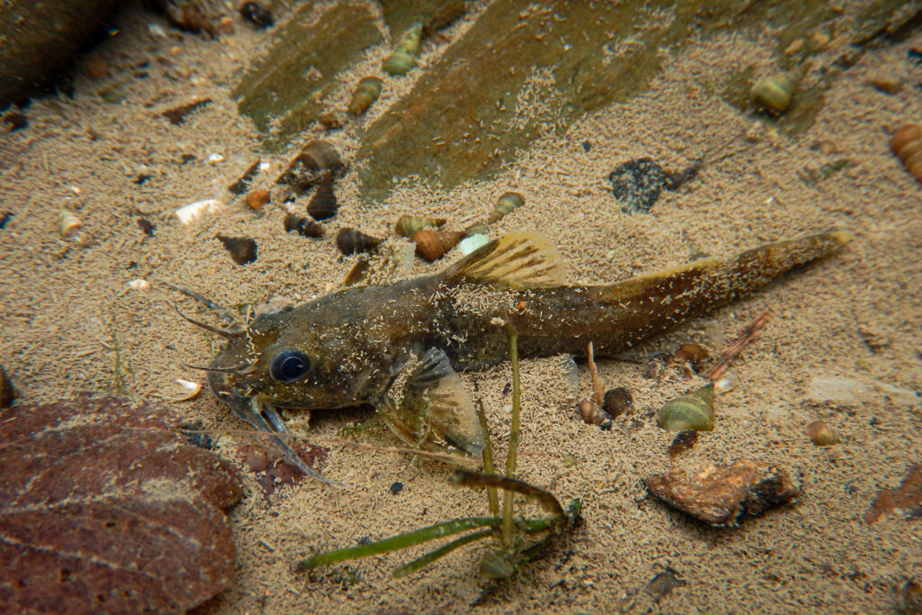 A Mountain Madtom (Noturus eleutherus). Credit: Derek Wheaton