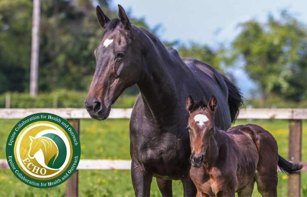 ECHO Logo with a mare and foal in a fenced paddock