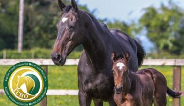 A new collaboration for equine health and education