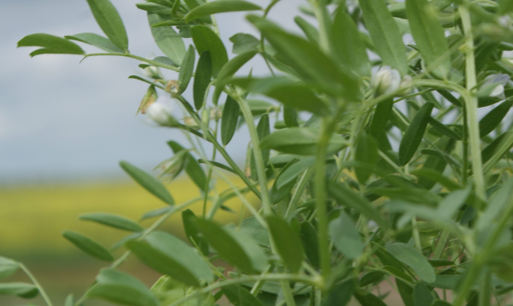 Close-up of a lentil plant.