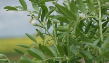 Close-up of a lentil plant.