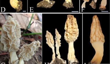 New morel mushroom species discovered on Mount Rinjani