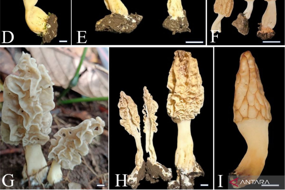 New morel mushroom species discovered on Mount Rinjani