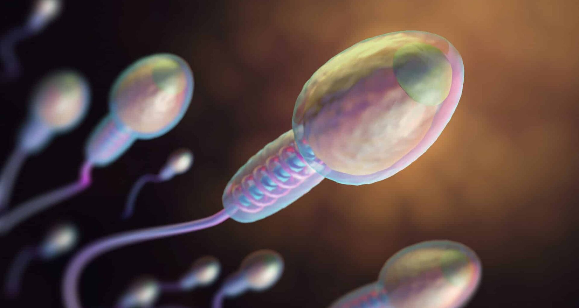 Lots Of Sperm Going To The Egg