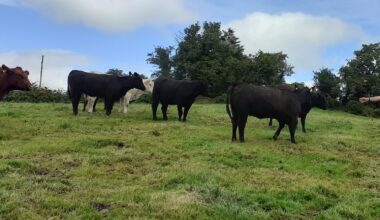 Keep ahead of the game with CAFRE’s new Suckler Cow Fertility Themed Groups