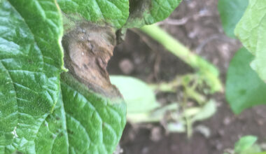 Controlling fungicide resistance to late blight