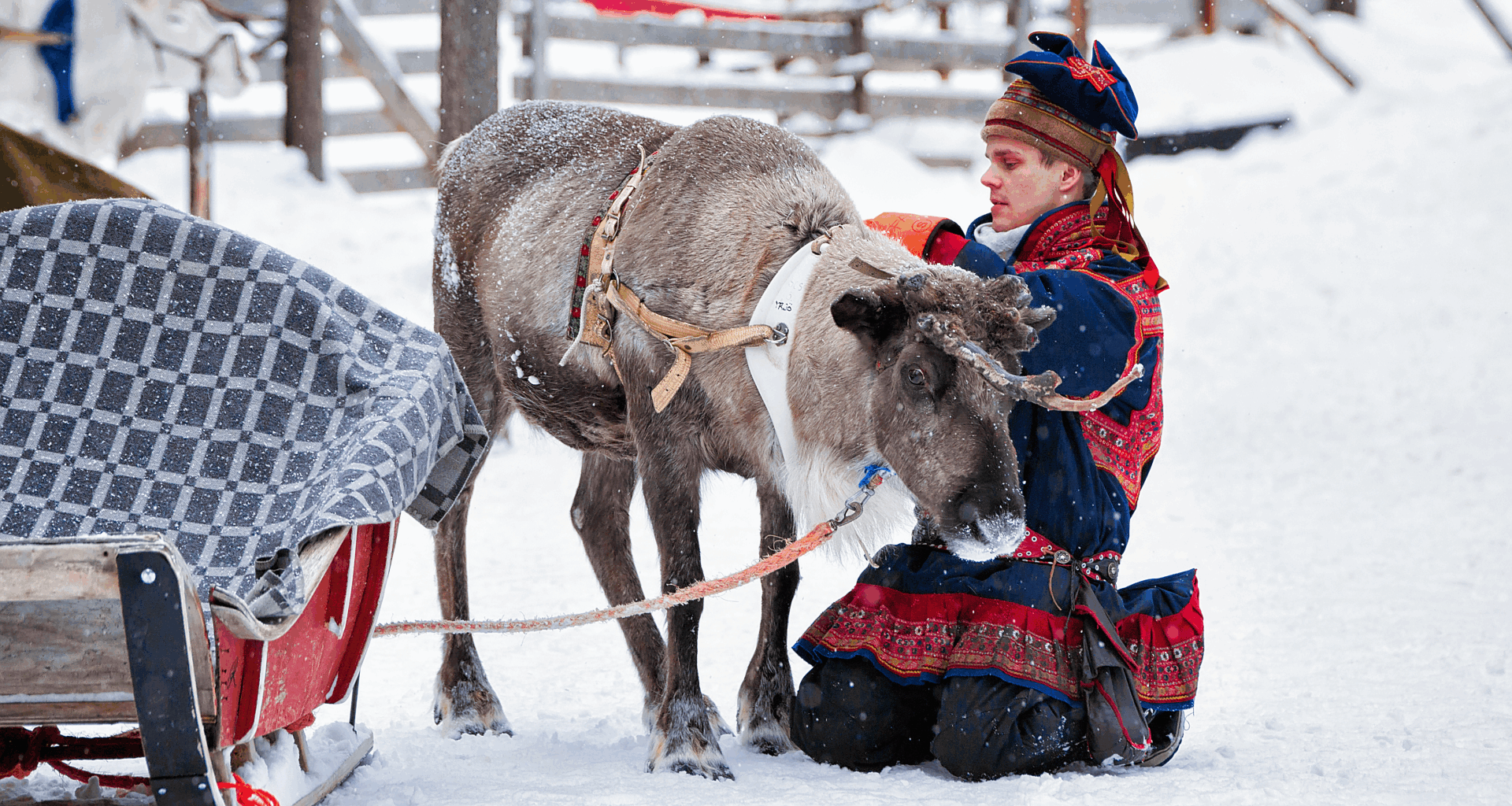 A man with light skin wears a red-and-blue traditional Saami outfit while tending to a reindeer in the snow