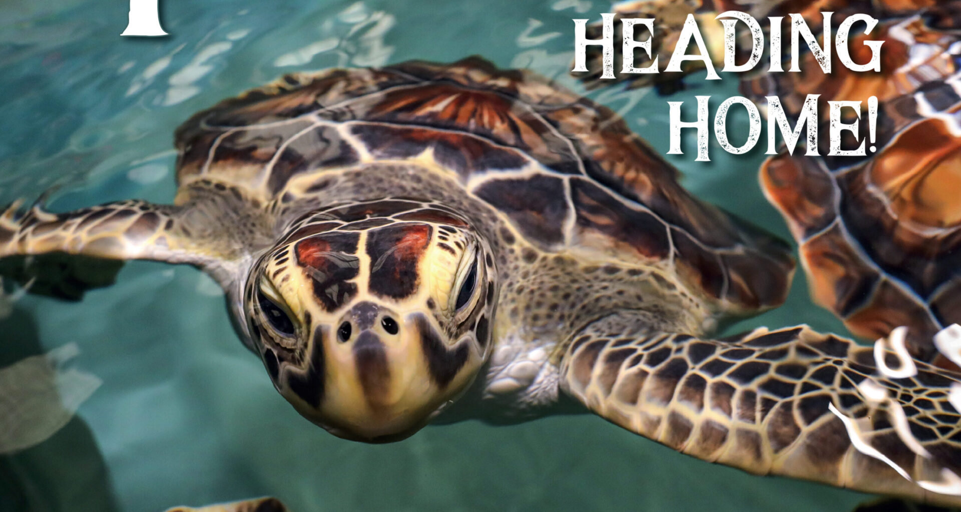 Turtles Heading Home Cover