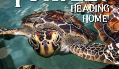 Turtles Heading Home Cover