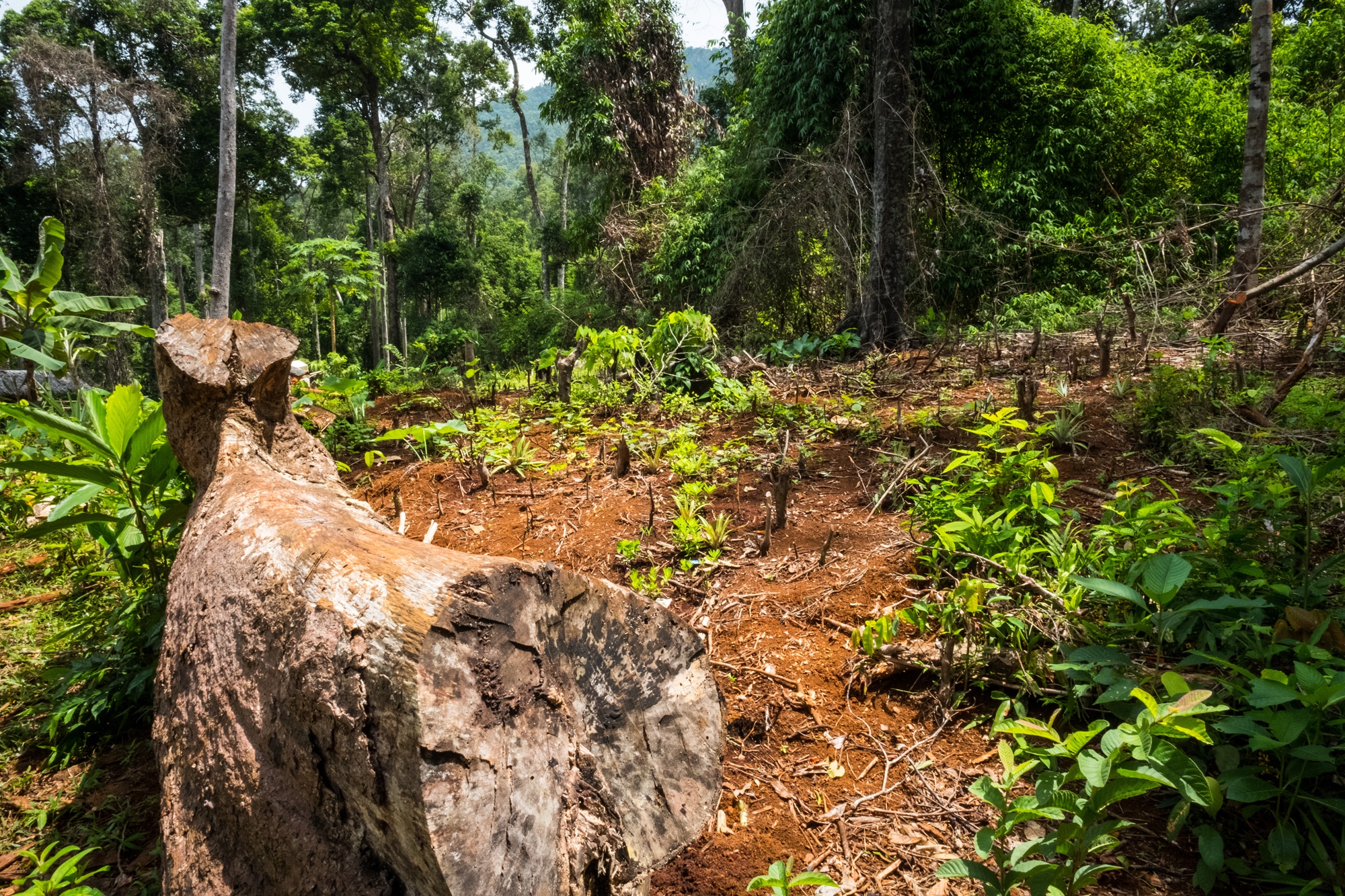 Newly cleared forest for agriculture in the Philippines. Expanding agriculture, logging and mining has meant the Philippines has lost more than 4% of its remaining primary forest between 2002 and 2024.