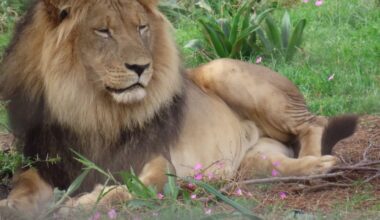 Addo’s lion population gets genetic lifeline