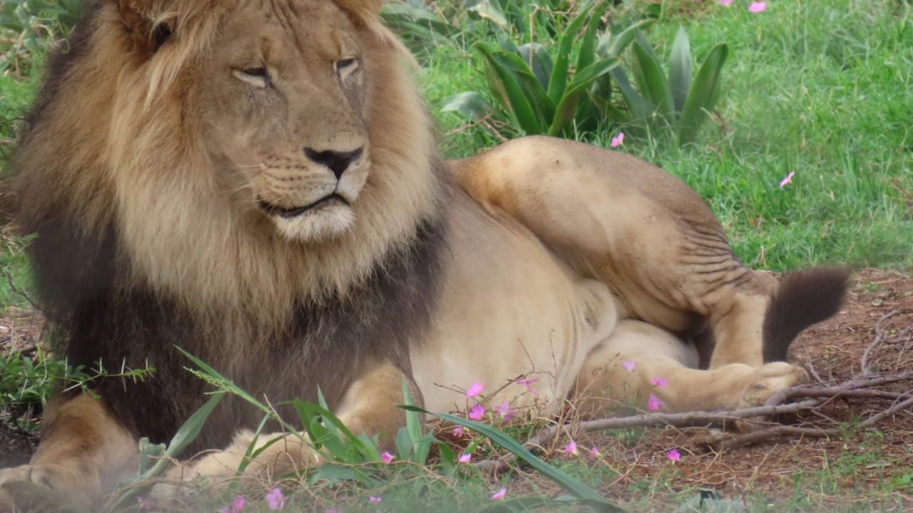 Addo’s lion population gets genetic lifeline