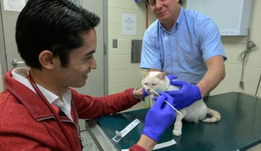 Genetic Test Spots Early Kidney Disease in Cats